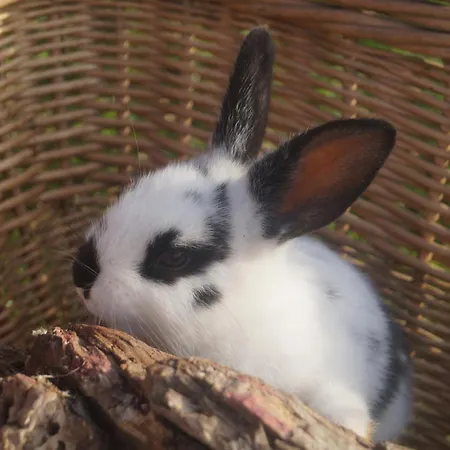 Tiny House Auszeit *