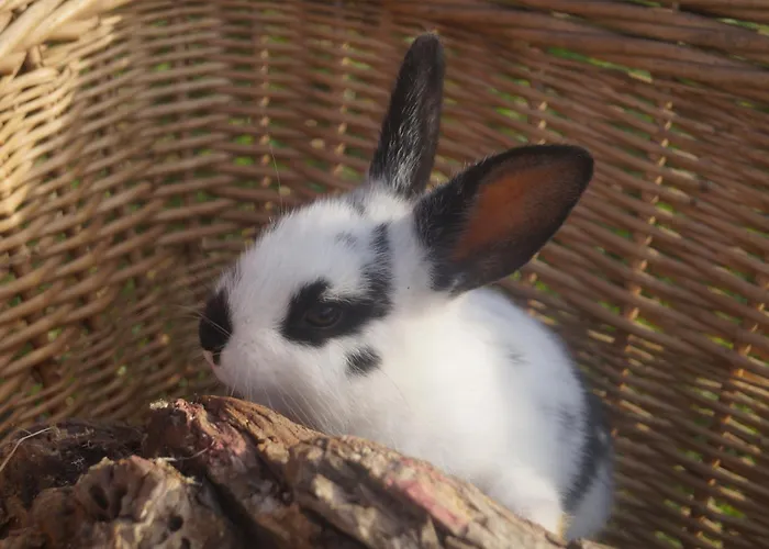 Tiny House Auszeit *